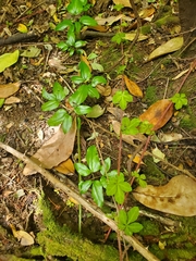 Lardizabala biternata
