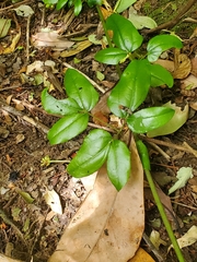 Lardizabala biternata