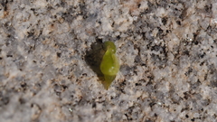 Johnstonella holoptera