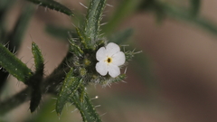 Johnstonella holoptera