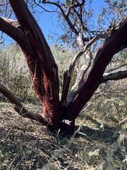 Arctostaphylos montereyensis