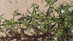 Johnstonella holoptera