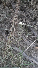 Pseudognaphalium californicum