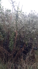 Pseudognaphalium californicum