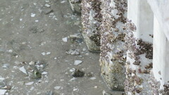 Amphibalanus amphitrite