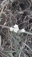 Pseudognaphalium californicum