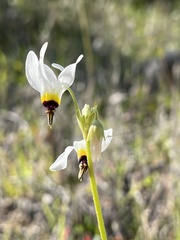 Primula clevelandii gracilis