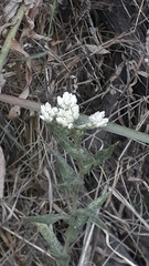Pseudognaphalium californicum