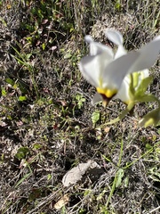 Primula clevelandii gracilis