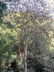 Platanus mexicana