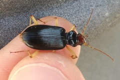 Nebria picicornis