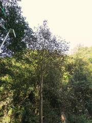 Platanus mexicana