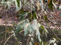 Platanus mexicana