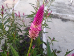 Celosia spicata