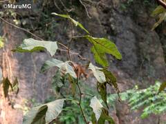Platanus mexicana