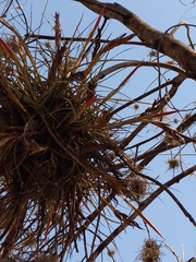 Tillandsia schiedeana