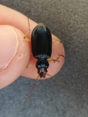 Nebria picicornis