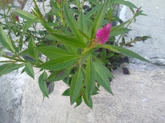 Celosia spicata