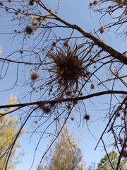 Tillandsia schiedeana