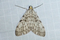 Graphidipus pilifera