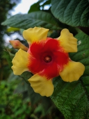Mandevilla hirsuta