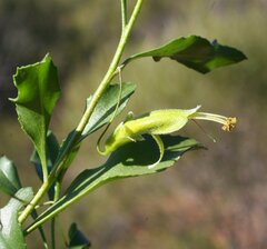 Eremophila gibbosa