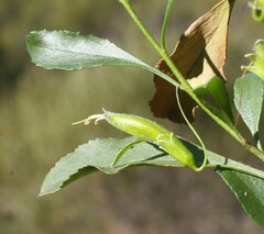 Eremophila gibbosa