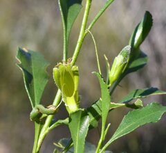 Eremophila gibbosa