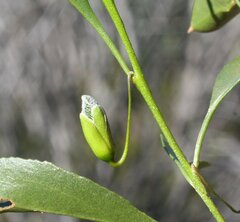 Eremophila gibbosa