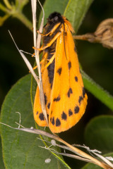 Setina aurita