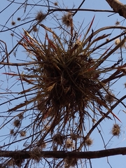 Tillandsia schiedeana