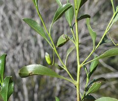 Eremophila gibbosa
