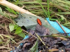 Dione vanillae lucina