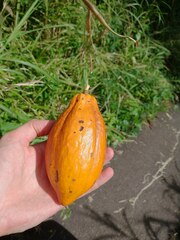 Theobroma cacao