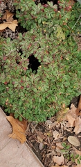 Limonium duriusculum