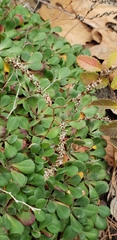 Limonium duriusculum