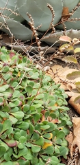 Limonium duriusculum