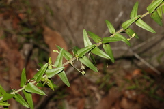 Podolobium aciculiferum