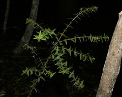 Podolobium aciculiferum