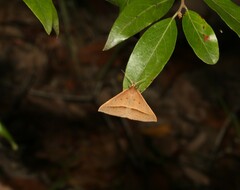 Epidesmia chilonaria