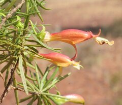 Eremophila linearis
