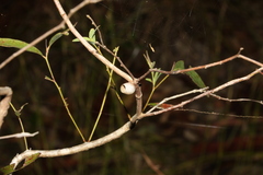 Doratifera vulnerans