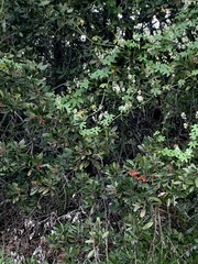 Schinus terebinthifolia