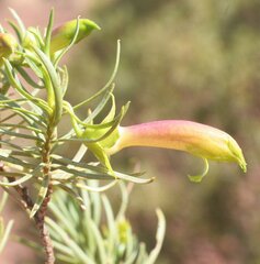 Eremophila linearis