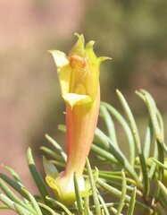 Eremophila linearis