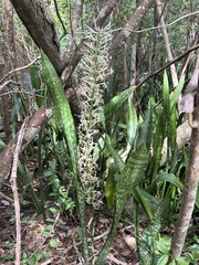 Sansevieria