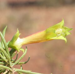 Eremophila linearis