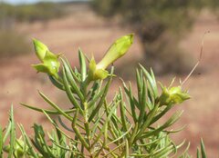 Eremophila linearis