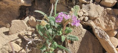 Phacelia crenulata minutiflora