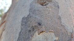Evaniidae